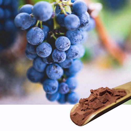 Grape Seed Extract Procyanidine 95%